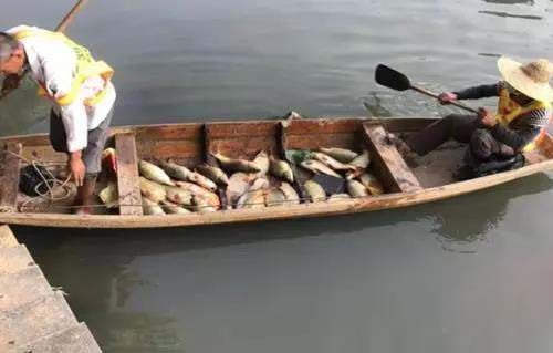 廣州旺旺食品廢水(shuǐ)直排,永和河大量魚類死亡