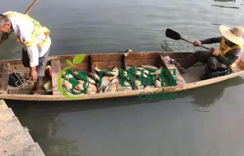 廣（guǎng）州旺旺食（shí）品廢水直排（pái），永和河大量魚類死亡(圖1)