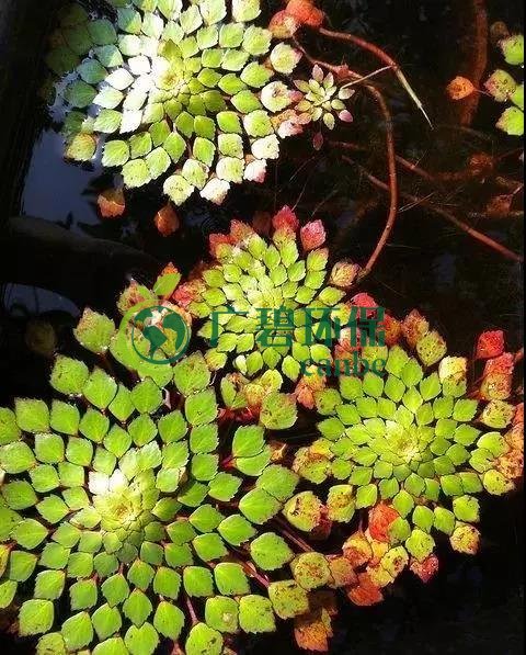 河道治理:水生植物的選擇(zé)與種植(zhí)(圖2) 河道治理:水生植物的選擇與種植(圖2)