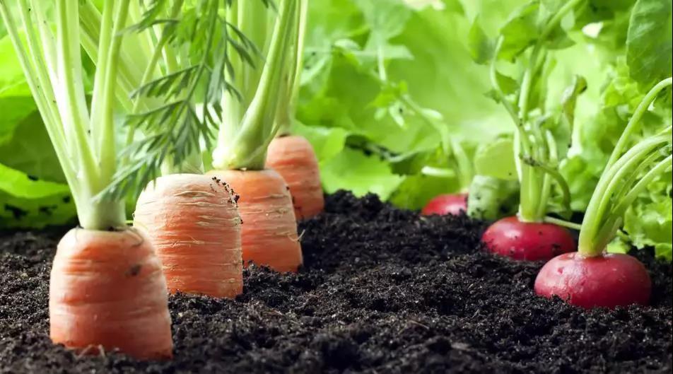 過量施化肥對(duì)土(tǔ)壤會造成什麽後果?